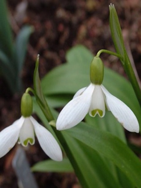 Snowdrop Bulbs (Galanthus ikariae)